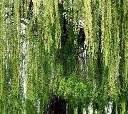 Крупномеры в Москве и Подмосковье с доставкой и посадкой