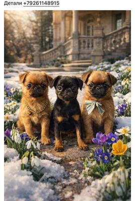 Пти брабансон щенки