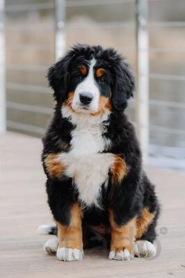 Питомник бернских зенненхундов  в Коломне