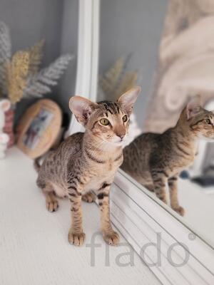 ориентал тоша 2.5 года в добрые руки