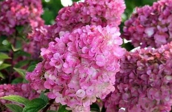 саженцы гортензии