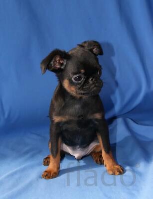 Мальчики пти брабансончики. Апрель 2026