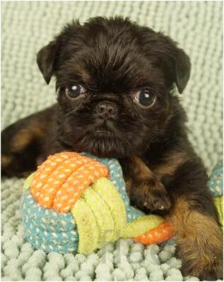 Щенки бельгийский гриффон и брабансон