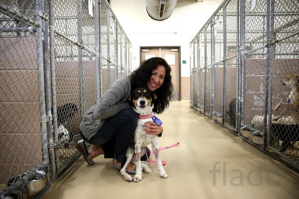 Рабочий по уходу за собаками