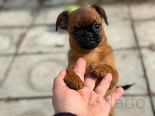 Рыжая девочка пти брабансон, апрель 2026