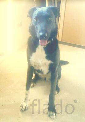 В добрые руки хорошую собаку,3 года,девочка