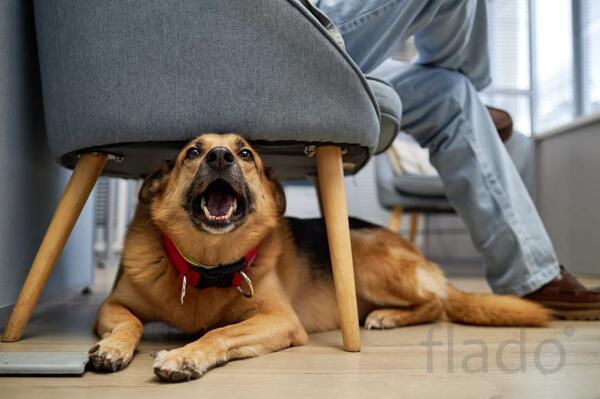 Юнивет - вет клиника Домодедово