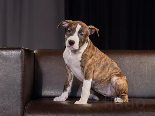 Красивые тигровые и рыжие щенки Амстаффтерьера ркф