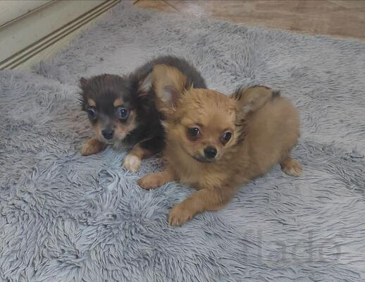 Милые щеночки Чихуахуа