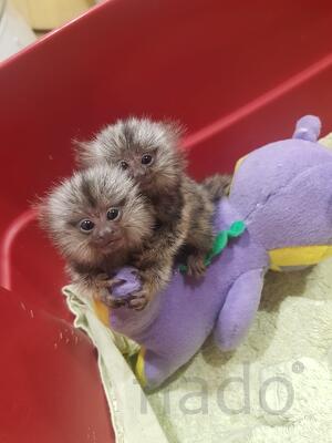 Белоухие малыши игрунки