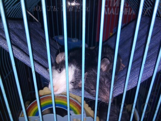 гамак для крыс