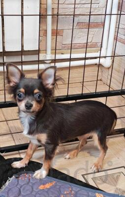 Голубой кобель Чихуахуа 7 месяцев