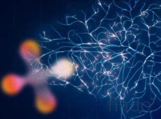 нейрохирургия ветеринарные курсы