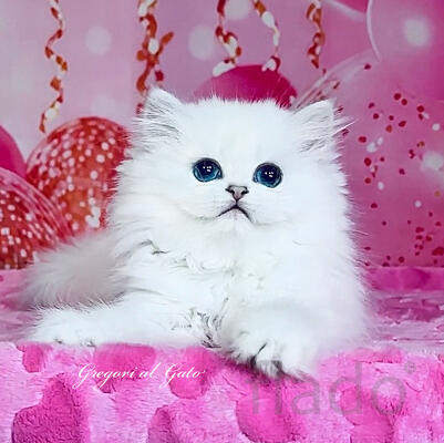Британская длинношерстная шиншилла элитные котята