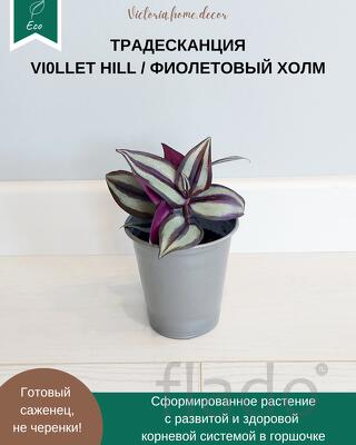 Традесканция Zebrina Viollet Hill/ Зебрина Фиолетовый холм