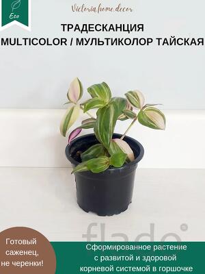 Традесканция Zebrina Discolor multicolor/ Зебрина Мультиколор тайская