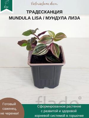 Традесканция Mundula Lisa/Мундула Лиза