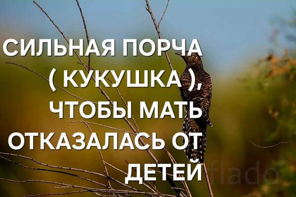 Тюмень. Порча ( Кукушка ) Чтобы Мать Сама Отказалась От Своих Детей