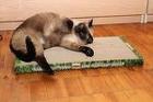 Новое поколение когтеточек-лежанок для кошек в Вологодской области.