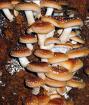 Шиитаке - грибной женьшень