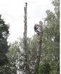 В Орехово-Зуево спилить дерево.