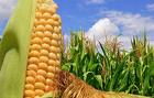 Продаем большим оптом семена Пшеницы, подсолнух, Бобовые, Ячмень, Нут