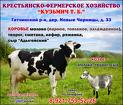 Крестьянско-фермерское хозяйство "Кузьмич Т.Б." в Гатчинском районе