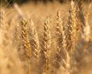 Семена озимой пшеницы Алексеич, Безостая-100, Гром, Школа, Юка и др