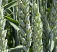 Семена пшеницы озимой купить Алексеич Ахмат Безостая 100 Герда Граф