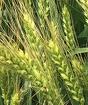 Семена озимой пшеницы краснодарской селекции