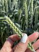 Семена пшеницы озимой купить Акапелла Арсенал Армада Бумба Багира