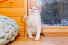Милейший котенок Витас в добрые руки