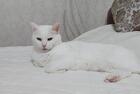 Чисто-белая кошка Люся в добрые руки