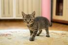 Котенок-мальчик крошка Спрайт в добрые руки