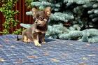 Красивый мальчик Чихуахуа 3 месяца
