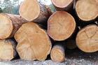 Кедр кругляк продажа оптом с доставкой
