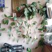 Продаю восковой плющ (лиана)