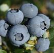 Саженцы и крупномеры голубики купить в Москве и Подмосковье с посадкой