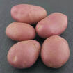 Оптовые поставки 3 красных сортов картофеля из Алтайского края