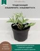 Традесканция Albiflora Albovittata /Альбифлора Альбовиттата
