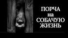 Барнаул. Порча ( На Собачью Жизнь ). Потеря Жилья и Всего Обидчику