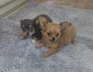 Милые щеночки Чихуахуа