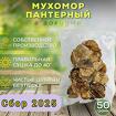 Мухомор пантерный (сушеные шляпки)