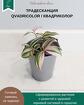 Традесканция Zebrina Qvadricolor/ Зебрина Квадриколор