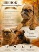 Гриффон эффектная девочка, сентябрь 2026