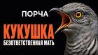 Якутск. Порча ( Кукушка ) Чтобы Мать Отказалась Сама От Детей