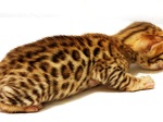бенгальские котята мини леопарды c подарками