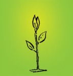 Сеть цветочных магазинов «Мир растений»