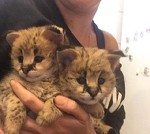 2016 экзотические сервала, Каракал и саванн котята