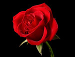 Сеть салонов цветов Red Rose в Сестрорецке